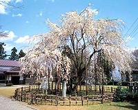 足羽神社しだれ桜