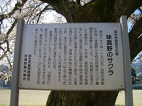 福井の桜