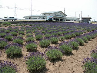 lavender02.jpg